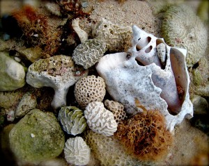 Shells and Coral make for a beach-themed decoration