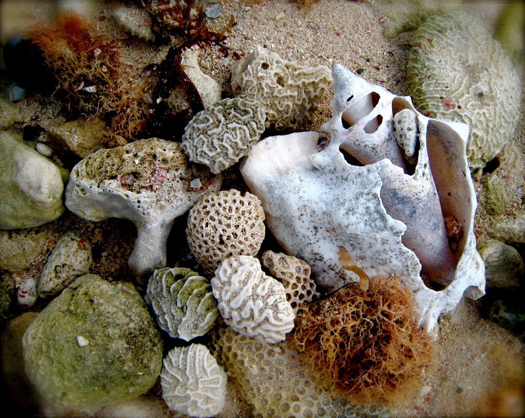 Shells and Coral make for a beach-themed decoration