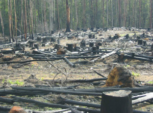 spring firewood after logging