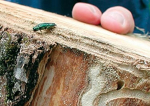 insects in firewood bark