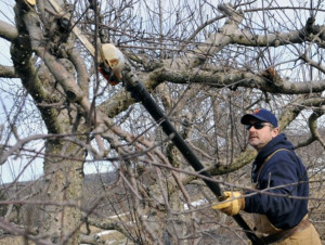 firewood from pruned fruit trees