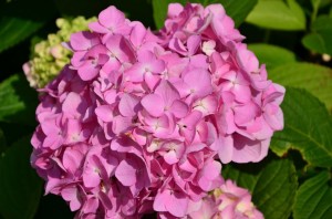 Use Fireplace Ashes to Change the Color of Hydrangeas