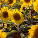 Use Fireplace Ashes to Grow Sunflowers