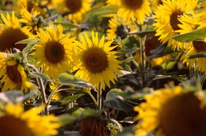 Use Fireplace Ashes to Grow Sunflowers