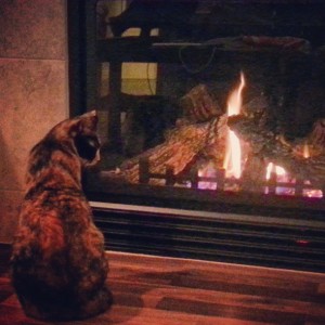 Zelda contemplates the First Fire of the Season.
