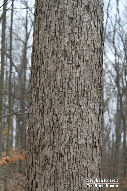 white oak