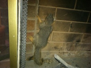 Squirrel in Fireplace