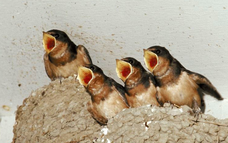 Birds and bird nests in chimney