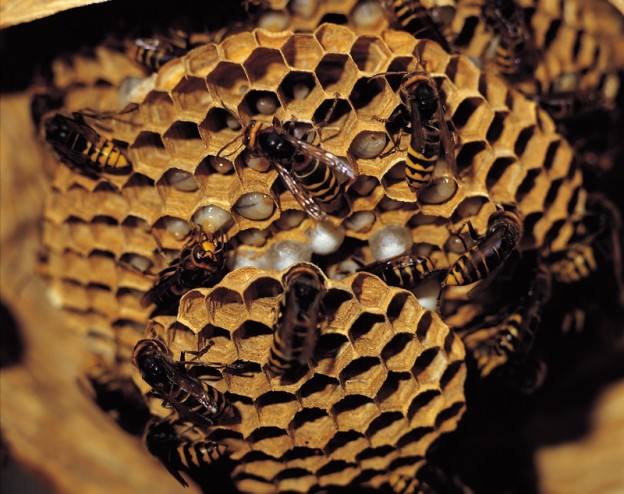bee hive remove bee hives and wasp nests