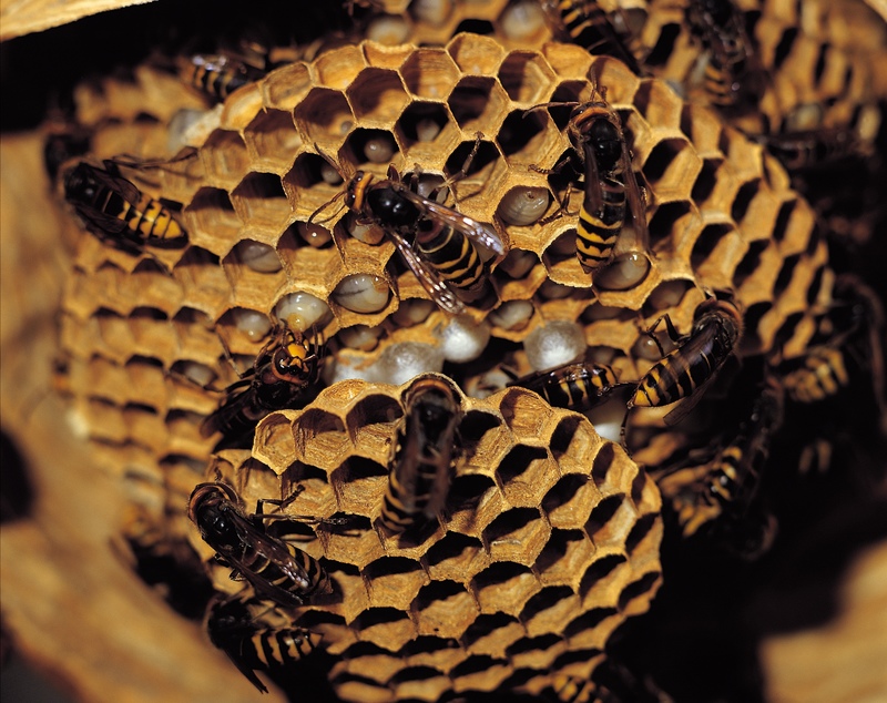 remove bee hives and wasp nests