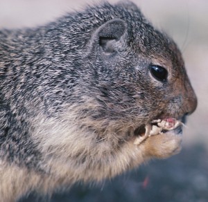 Squirrels in chimney and fireplace