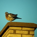 Dangers of bird droppings in chimney and fireplace