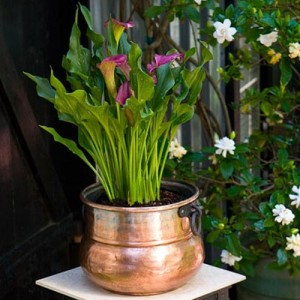 Repurpose the leprechaun pot of cold to an indoor or outdoor planter.