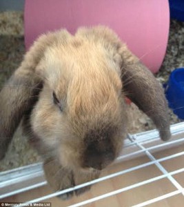 Rabbit sucked up chimney