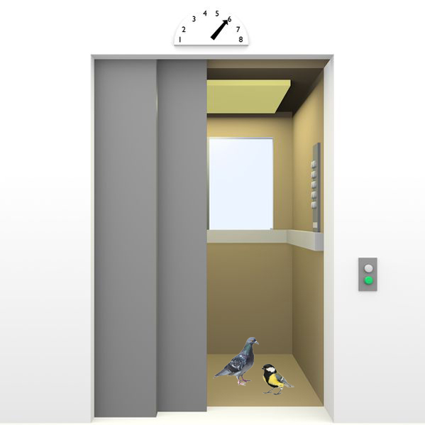 Birds-Elevator Bird Stuck in Elevator ? Follow instructions for Bird Elevator.