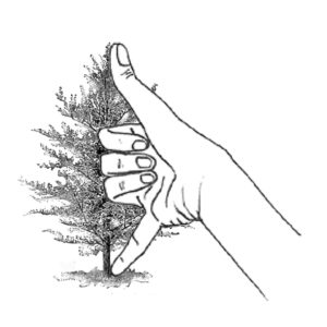 Measure height of tree using folk-knowledge