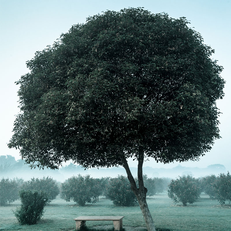 title-Arbor-Day Arbor Day