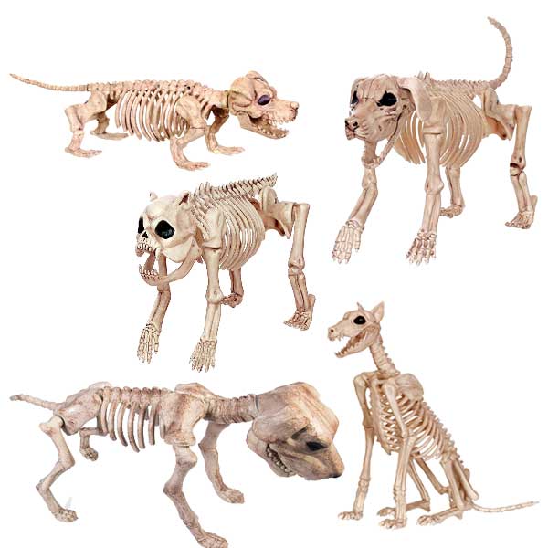 dog skeletons