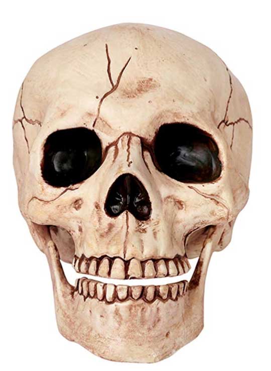 skeleton skull