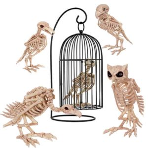 bird skeletons